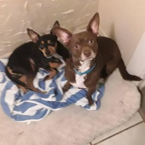 Meet your Posher, Rogelio